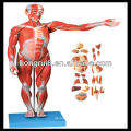 ISO Мускулы мужчины с внутренним органом, анатомическая модель мышц